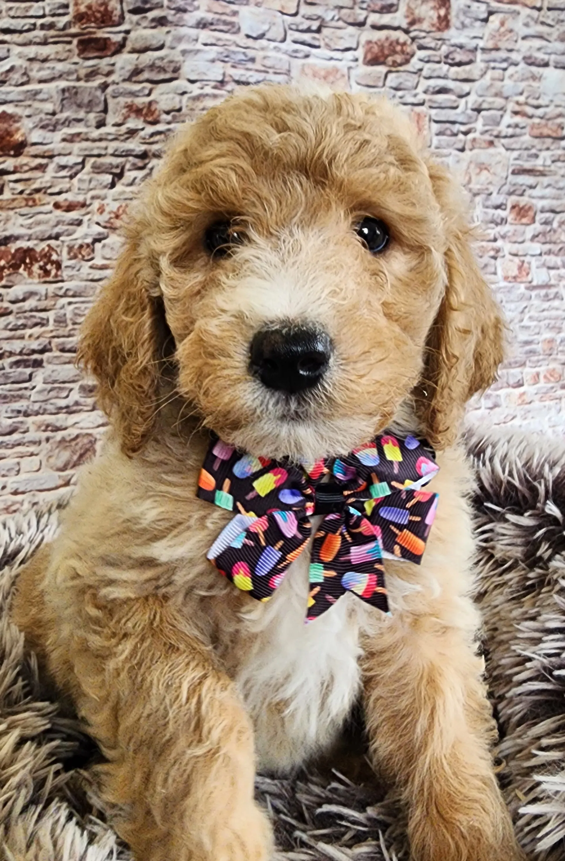 Caniche Moyen