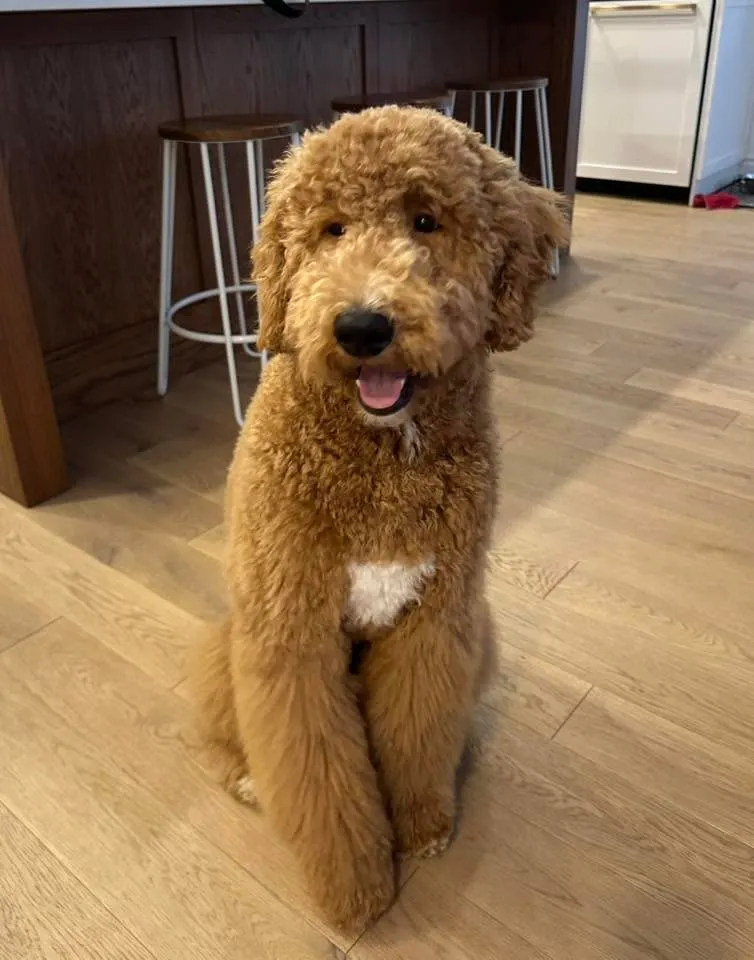 Caniche Moyen