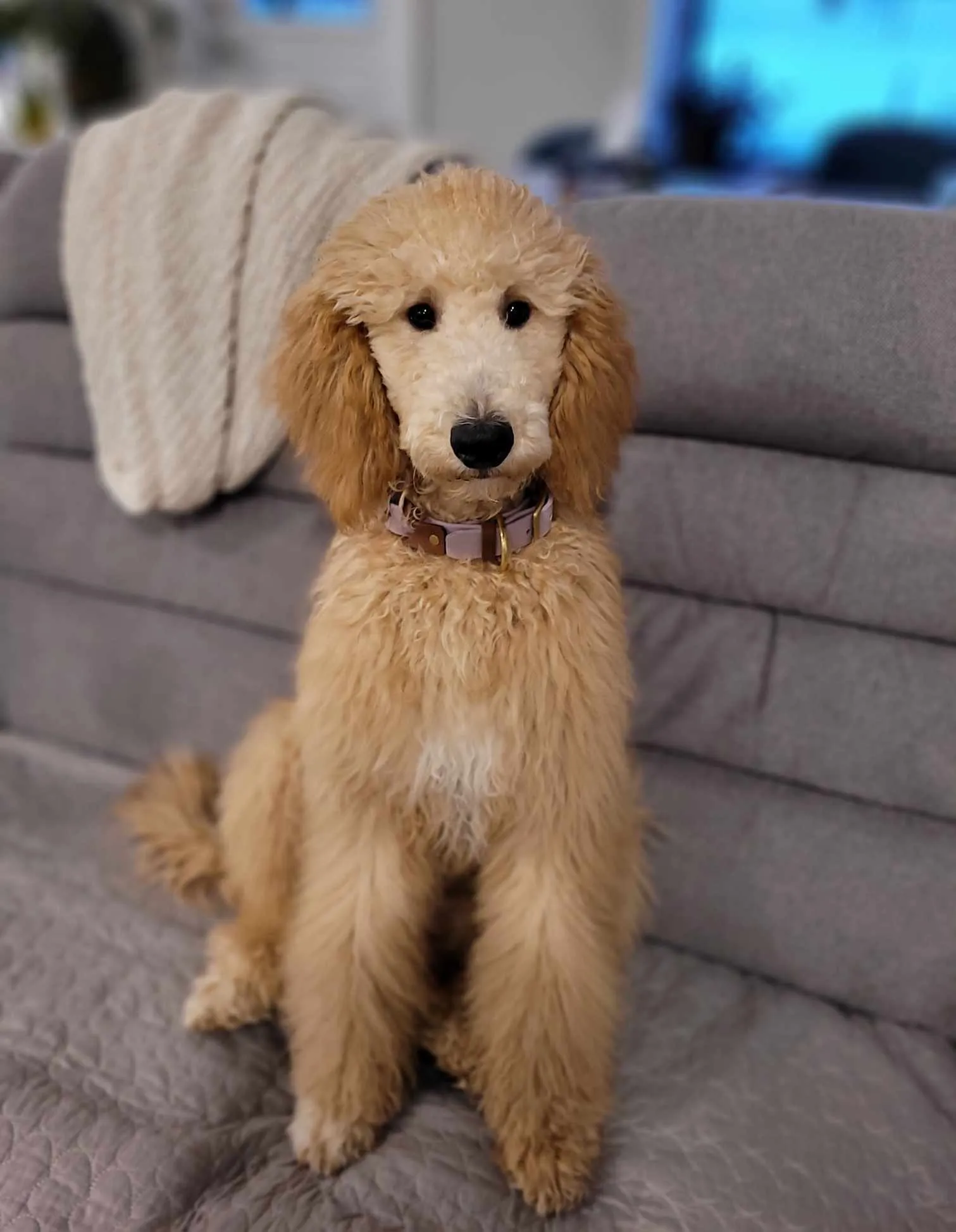 Caniche Moyen