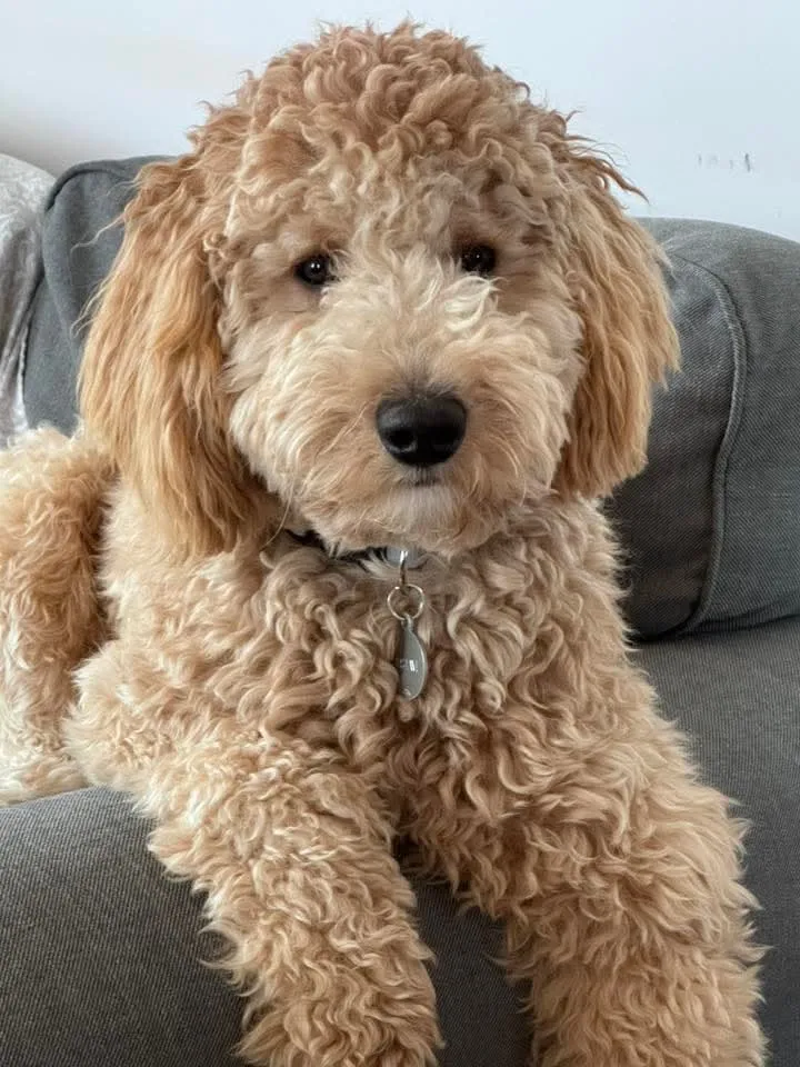 Caniche Moyen