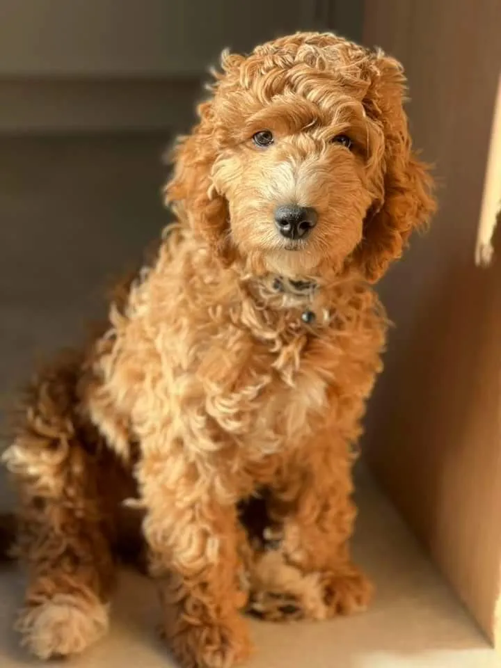 Cockapoo