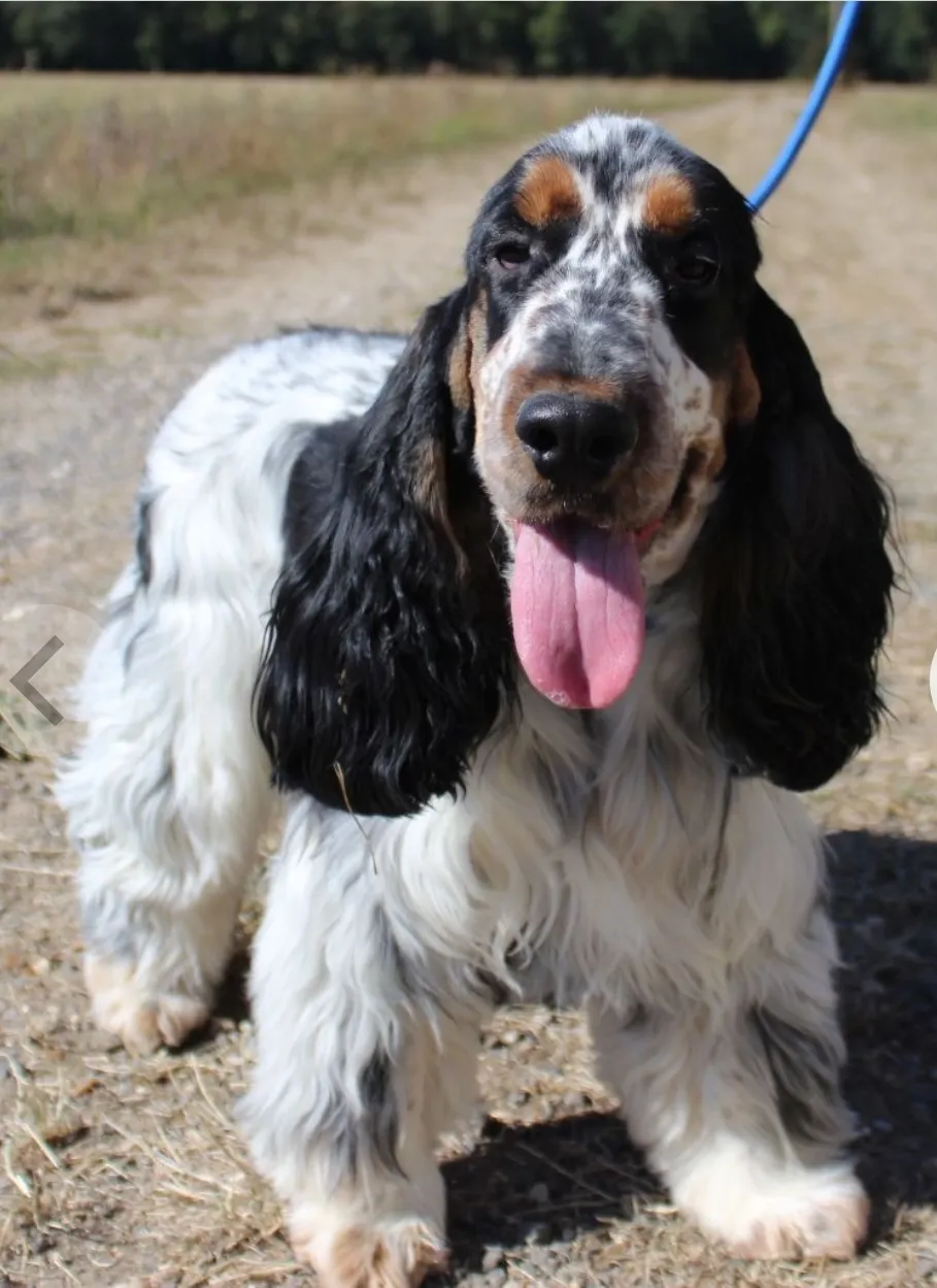 Cocker anglais