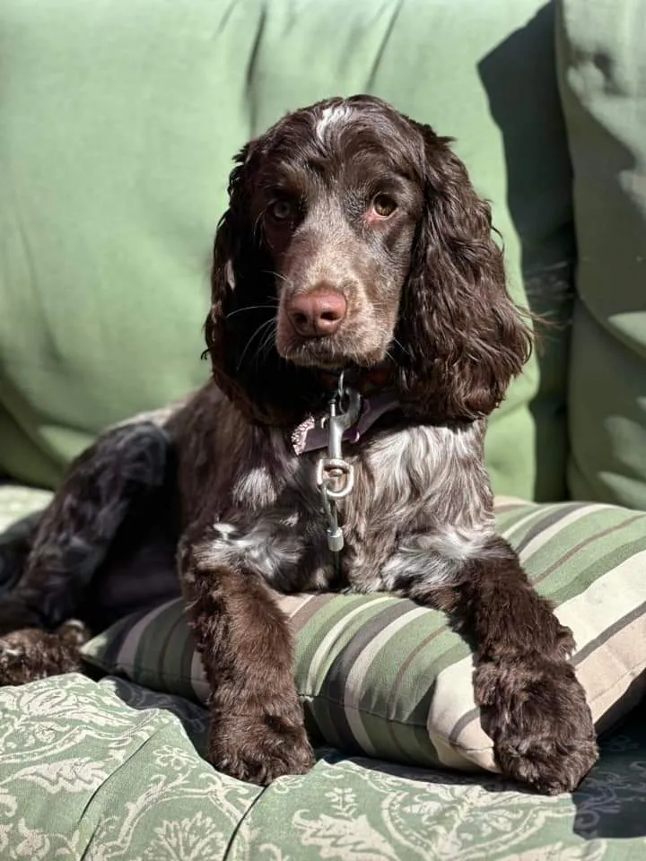 Cocker anglais
