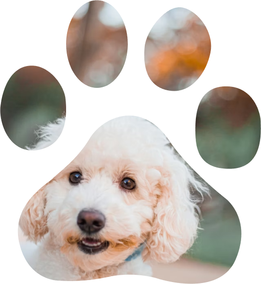 Elevage Cockapoo & Cocker Anglais et zootherapie