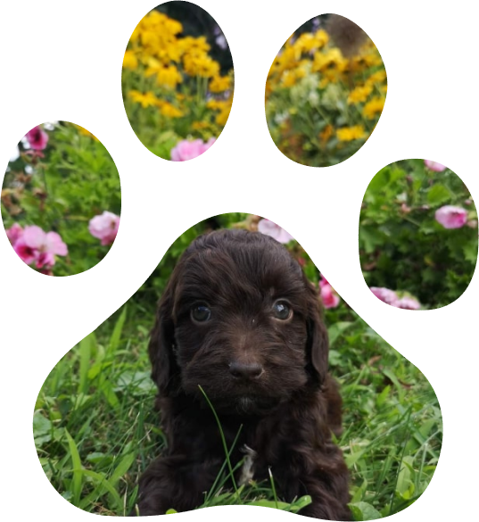 Elevage Cockapoo & Cocker Anglais et zootherapie
