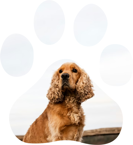 Elevage Cockapoo & Cocker Anglais et zootherapie